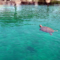 oceanograffic-valencia_48518941191_o.jpg